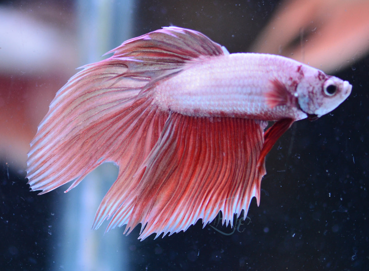 Metallic Red Veiltail Male