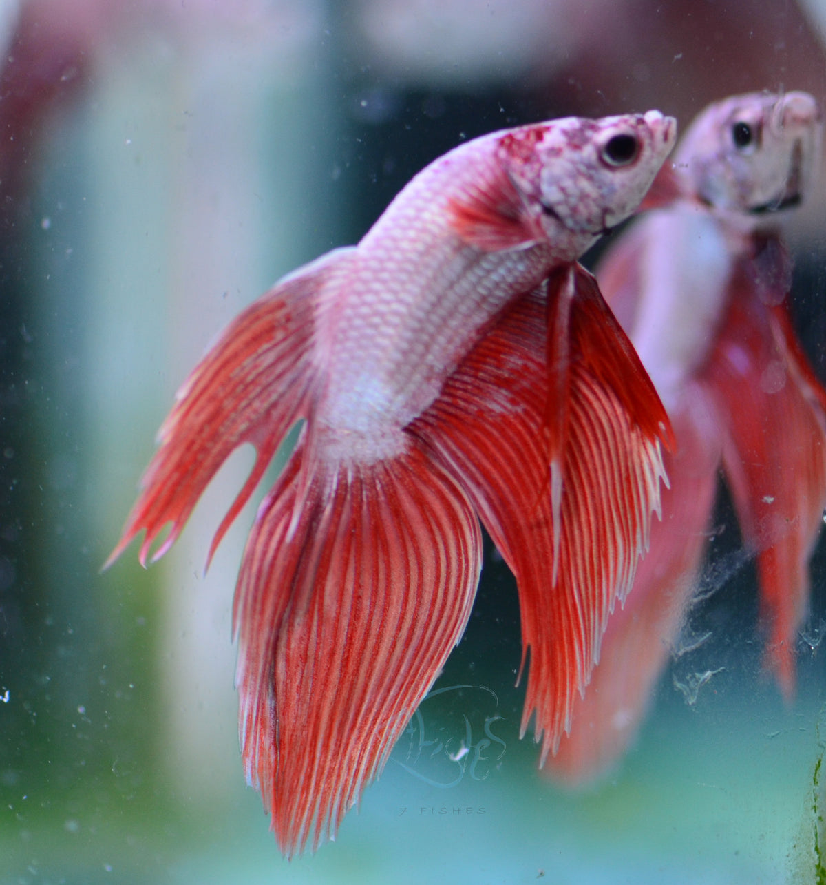 Metallic Orange Veiltail Male