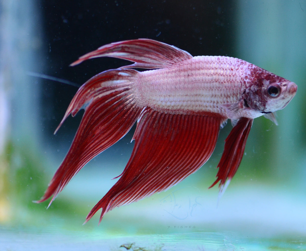 Metallic Red Veiltail Male