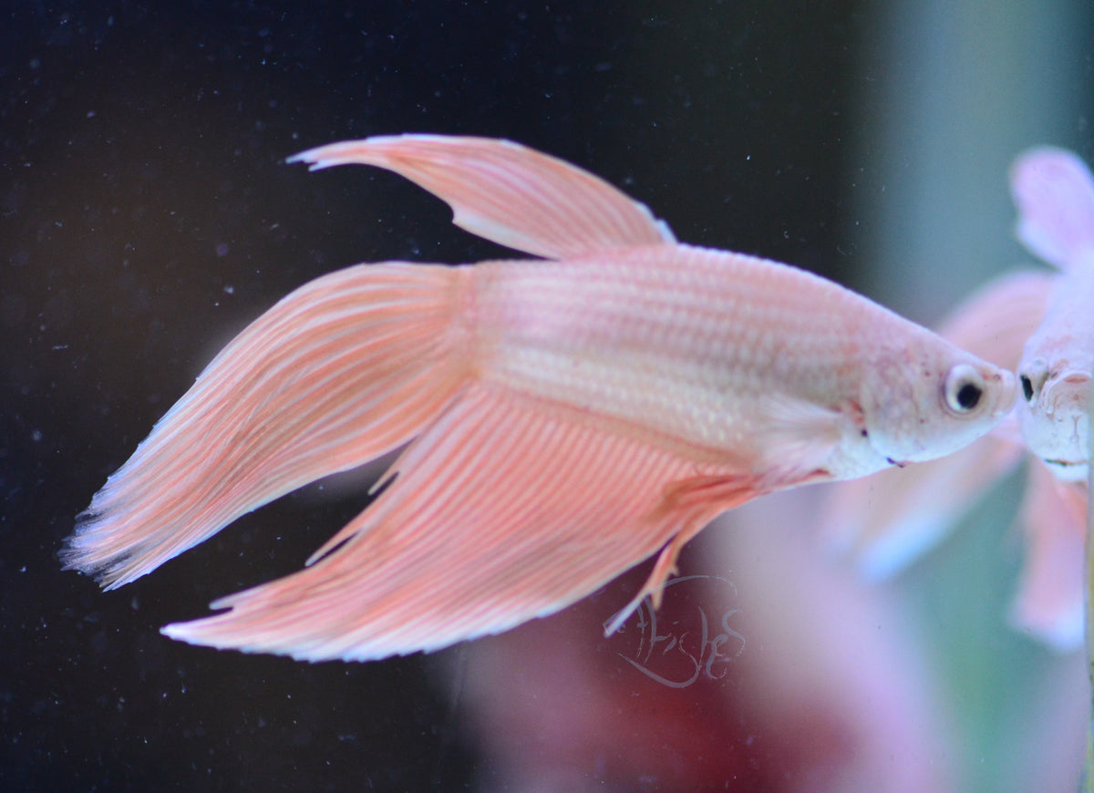 Metallic Orange Veiltail Male