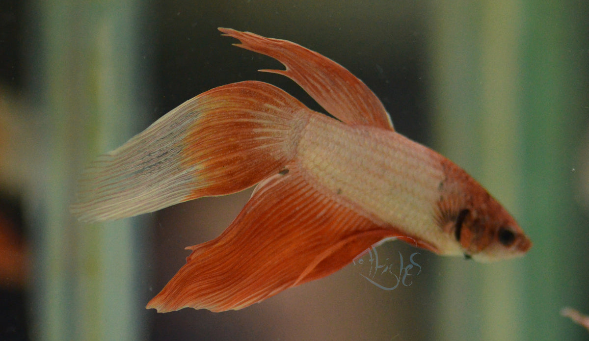 Metallic Orange Veiltail Male