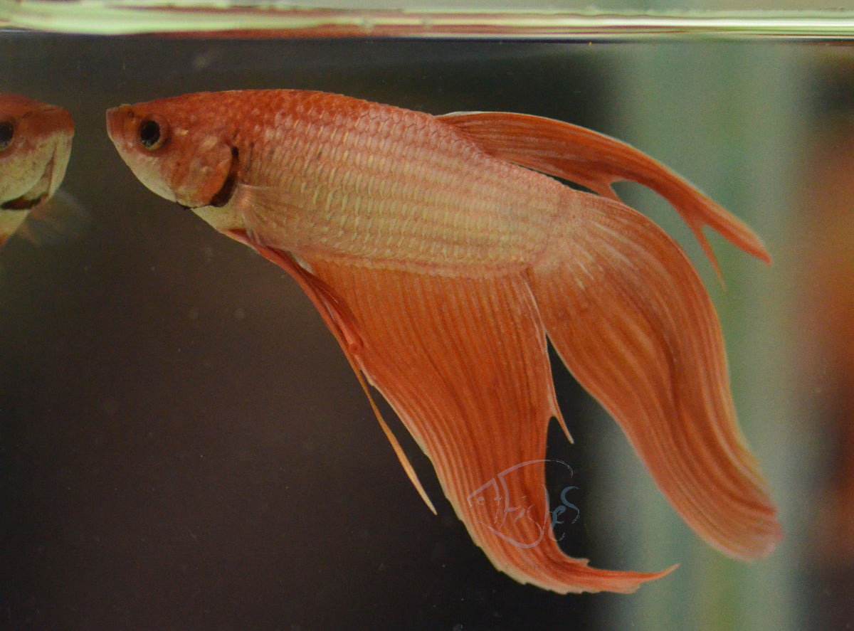 Metallic Orange Veiltail Male