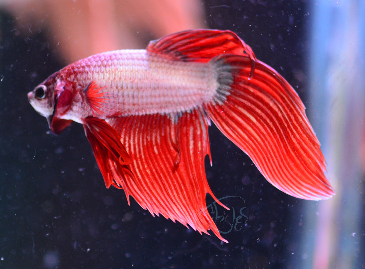 Metallic Red Veiltail Male