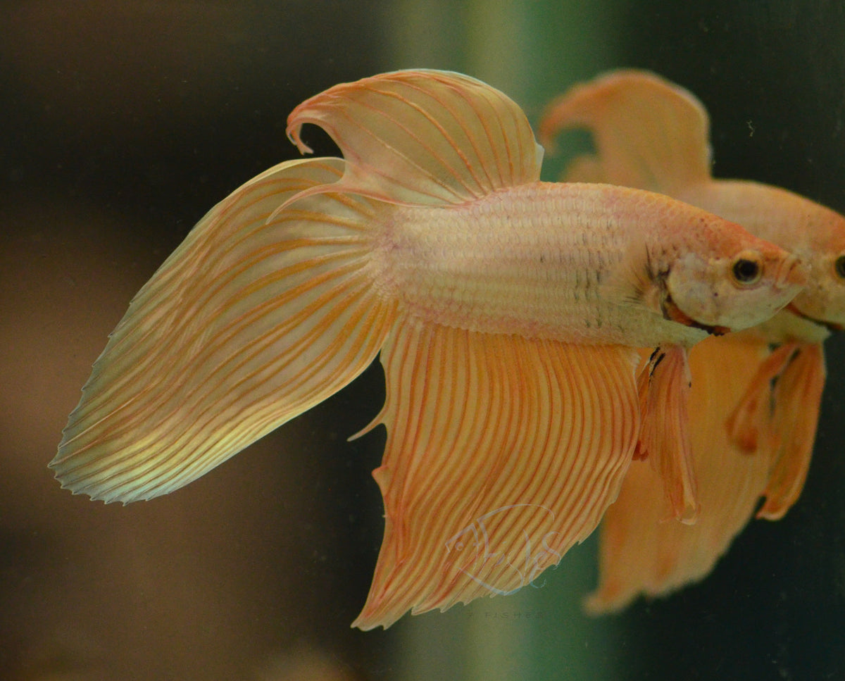 Metallic Orange Veiltail Male