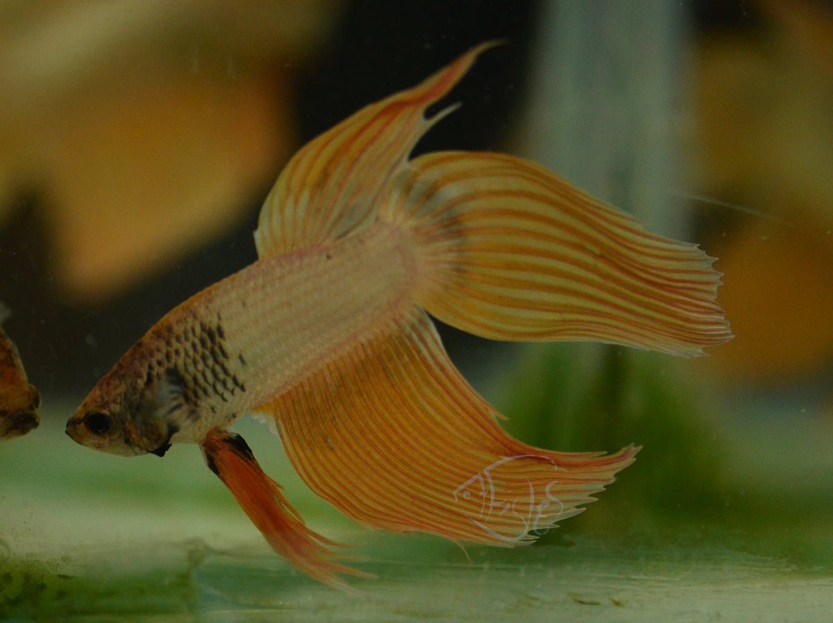 Metallic Orange Veiltail Male