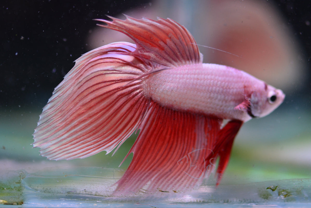 Metallic Orange Veiltail Male