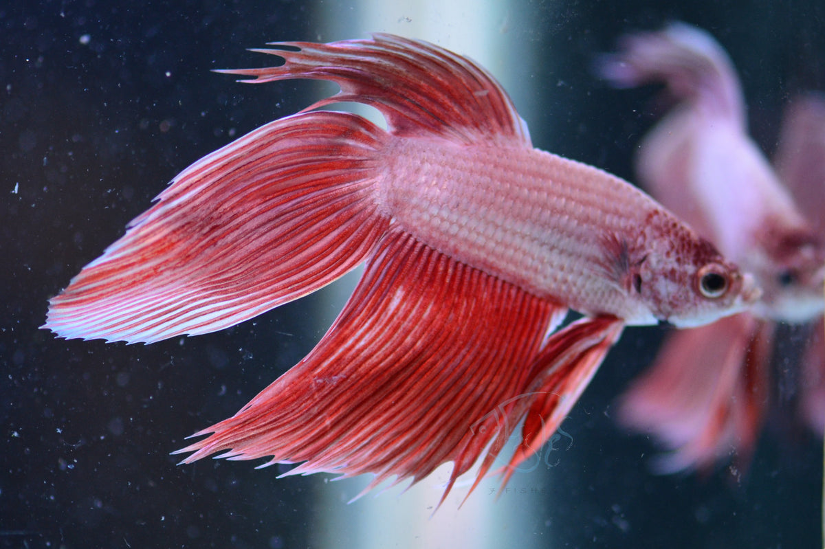 Metallic Orange Veiltail Male