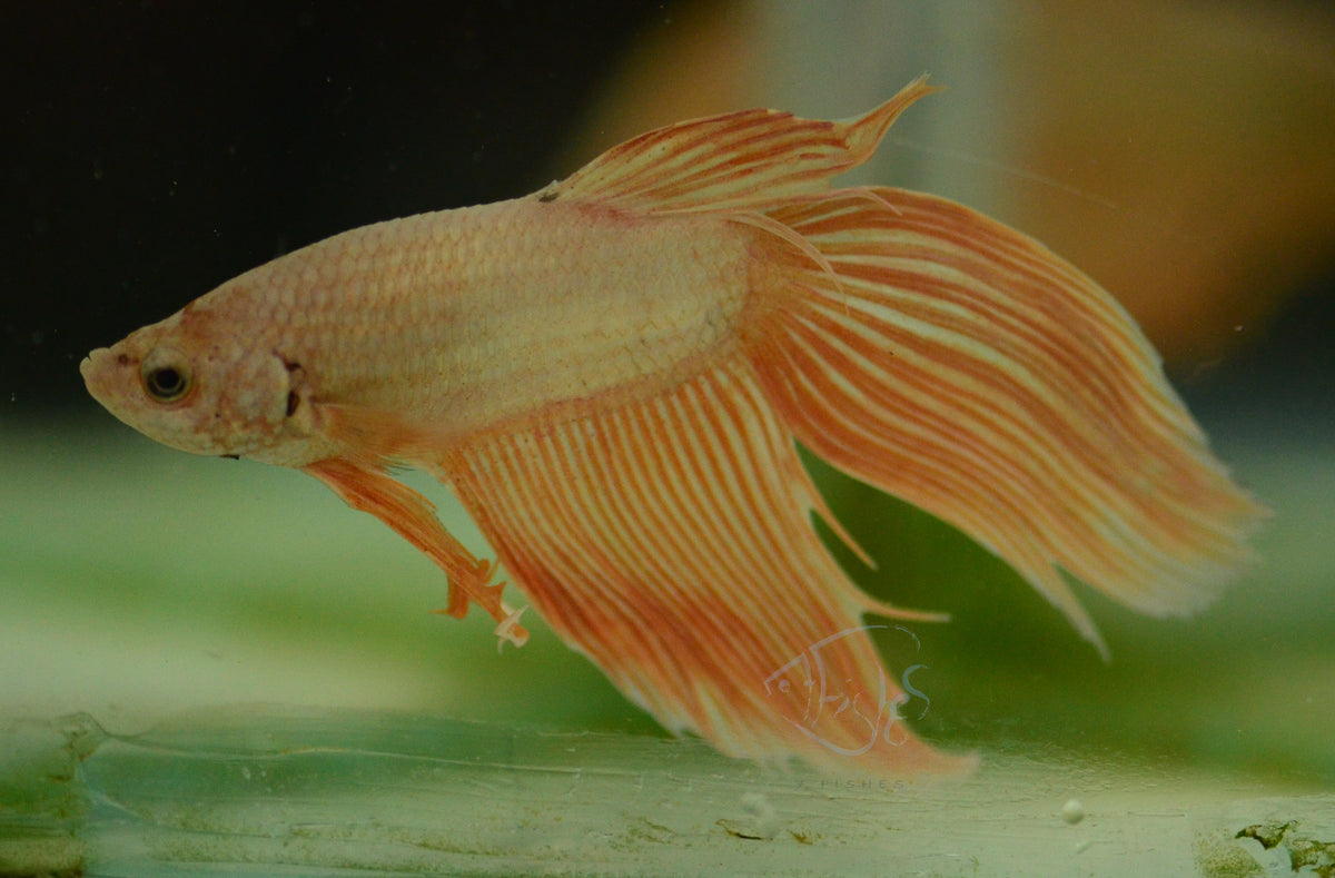 Metallic Orange Veiltail Male