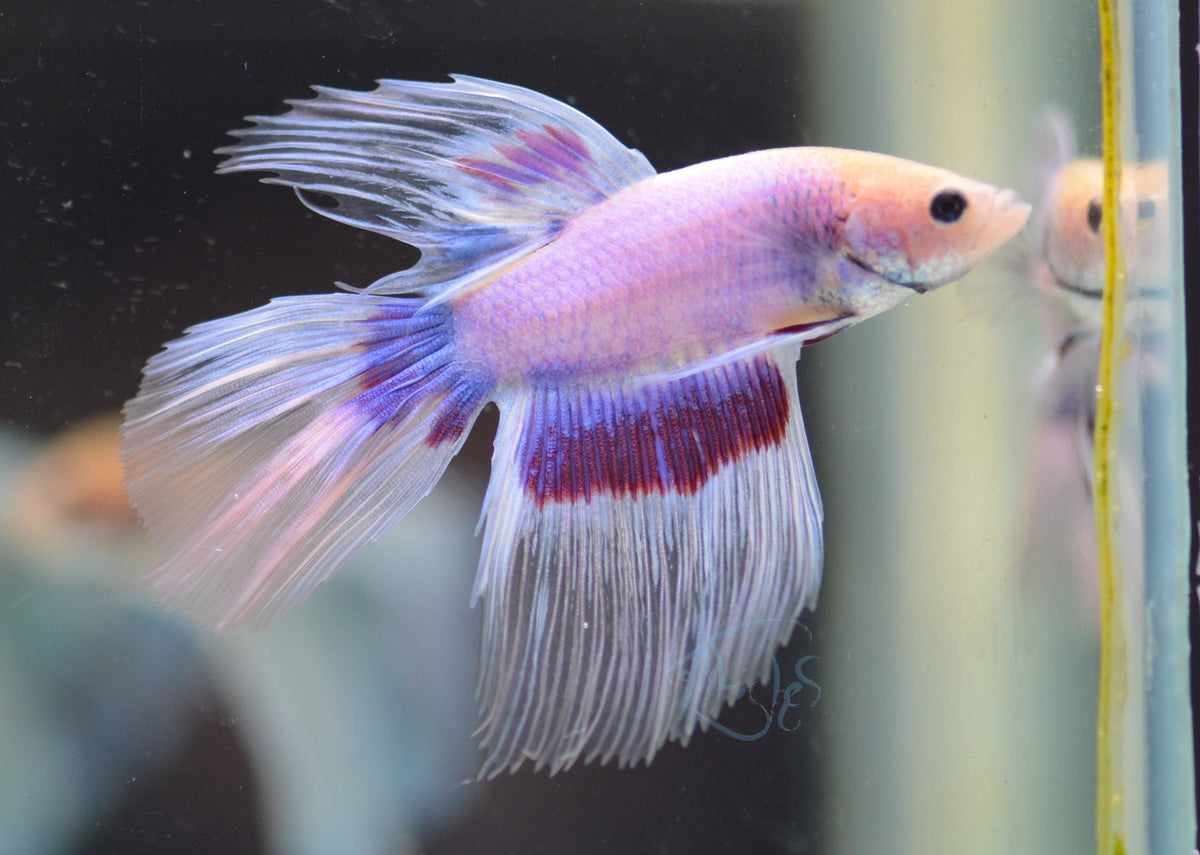 Purple Pastel Delta-tail Male