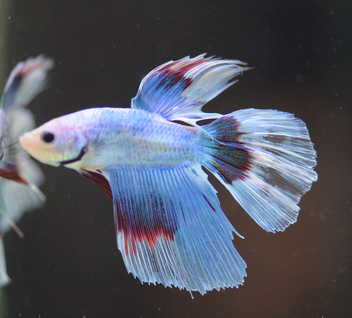 Pastel Delta-tail Male