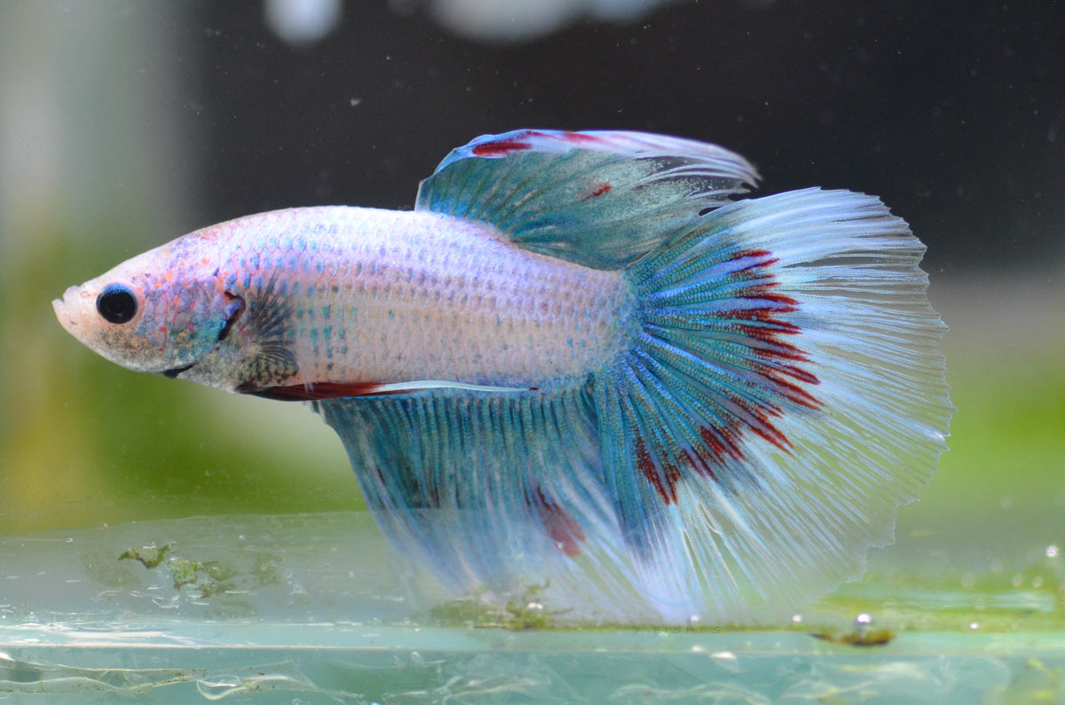 Pastel Delta-tail Male