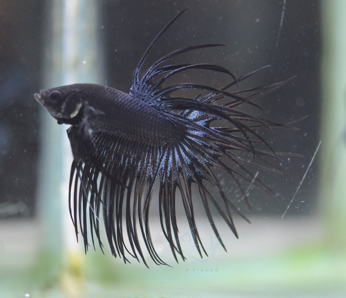 Black Orchid Crowntail Male