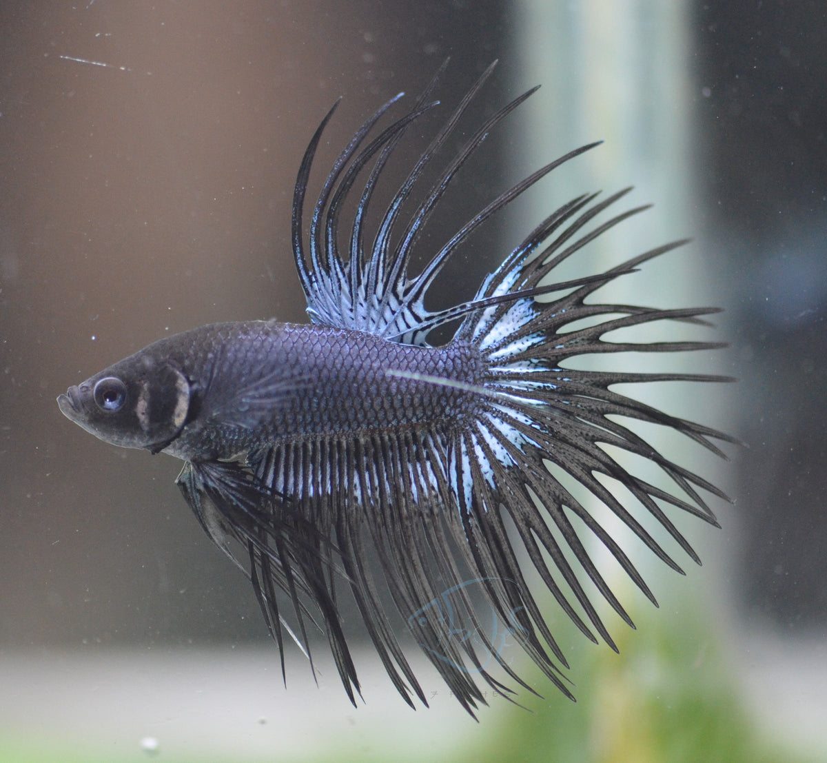 Black Orchid Crowntail Male