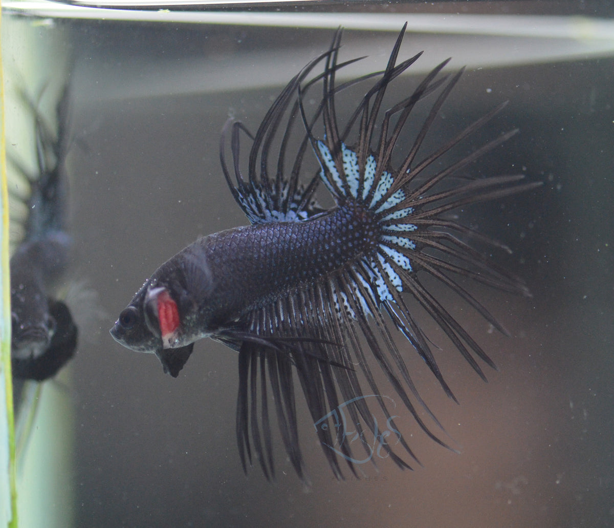 Black Orchid Crowntail Male