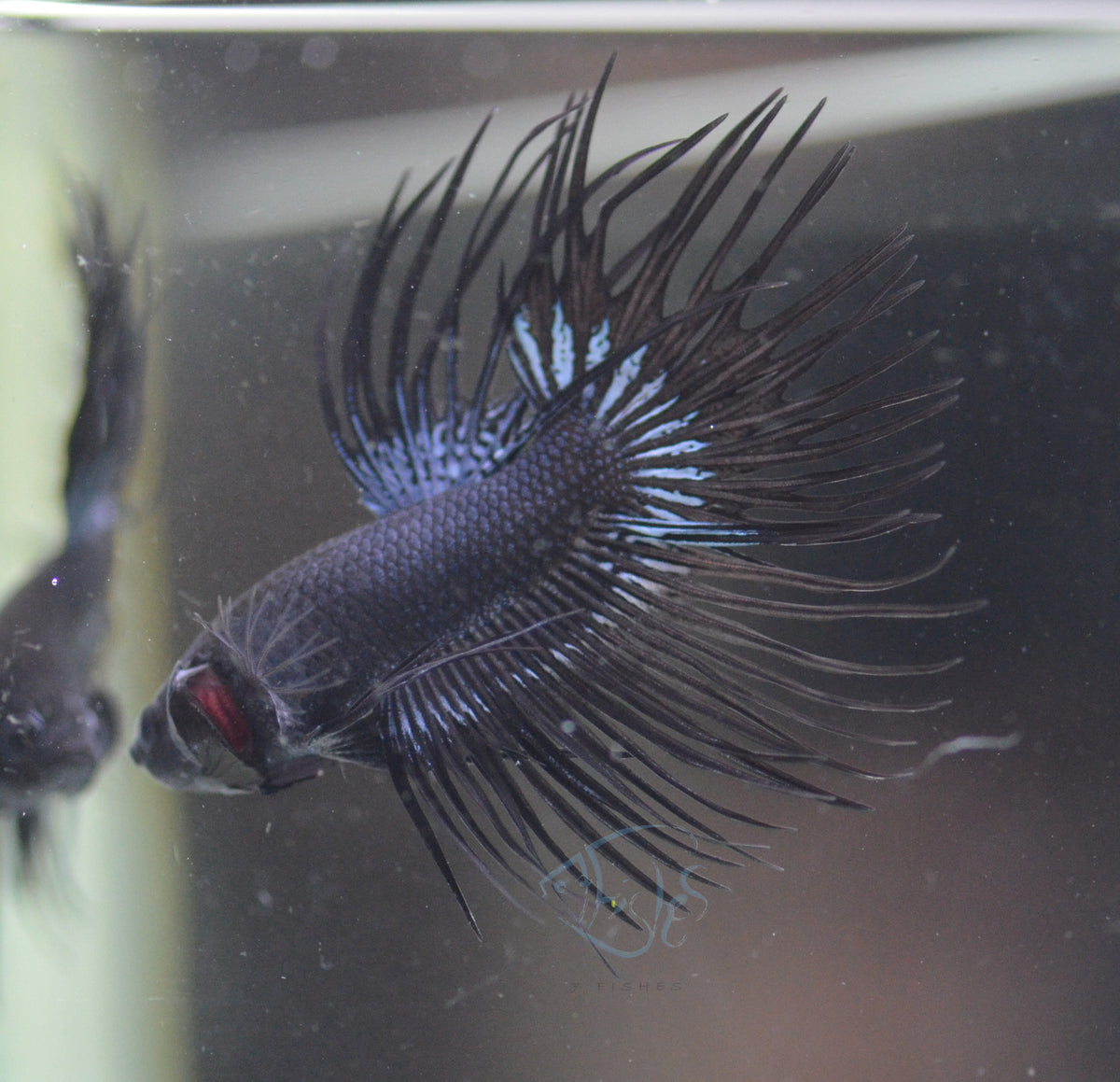 Black Orchid Crowntail Male