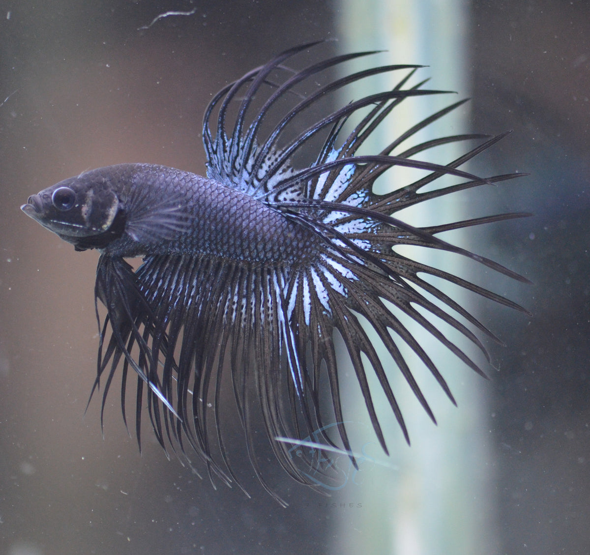 Black Orchid Crowntail Male