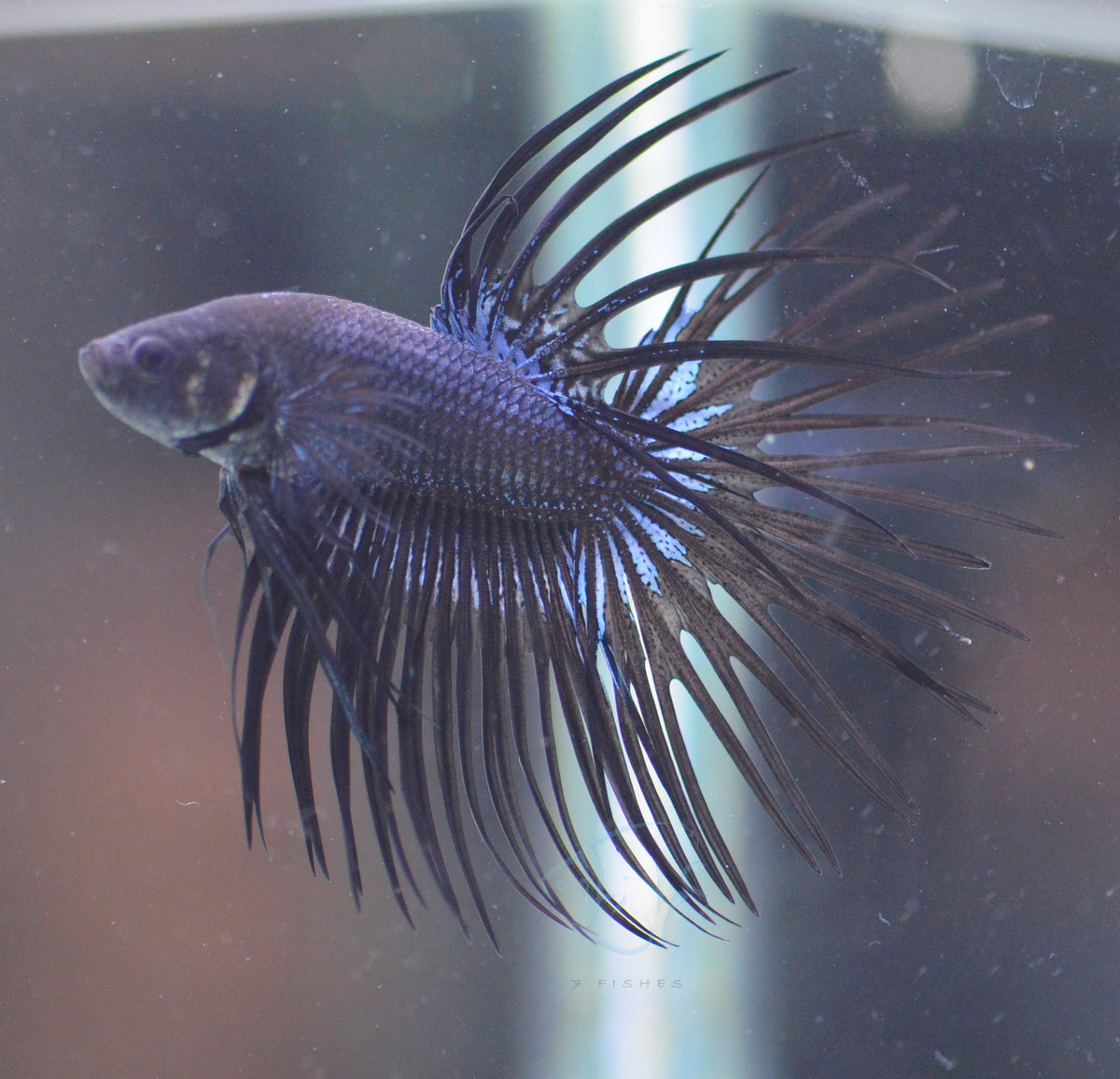 Black Orchid Crowntail Male