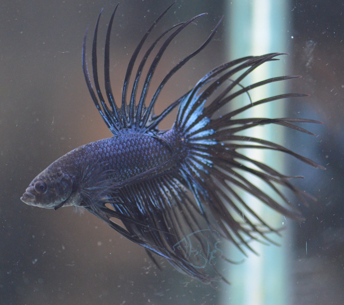 Black Orchid Crowntail Male