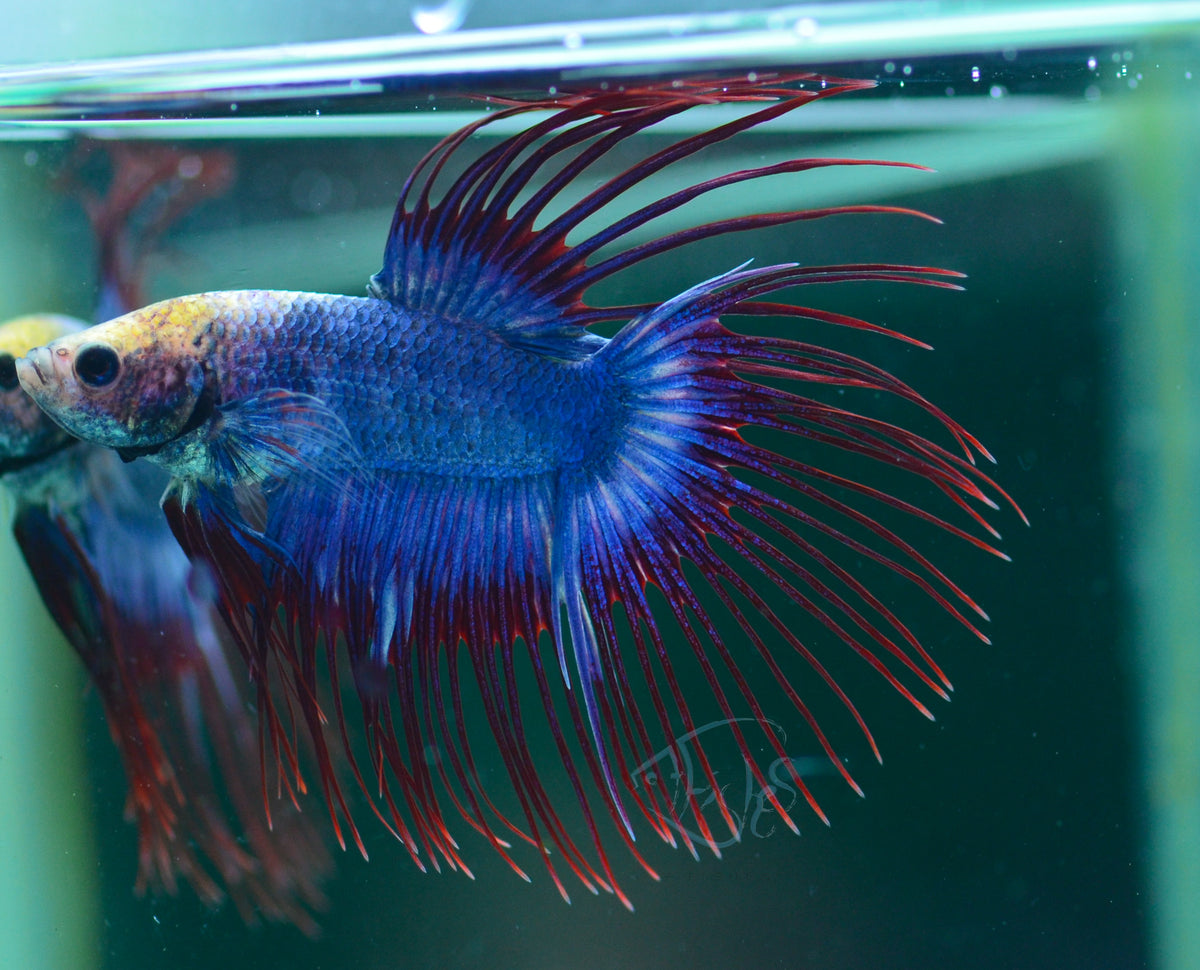 Cambodian Crowntail Male