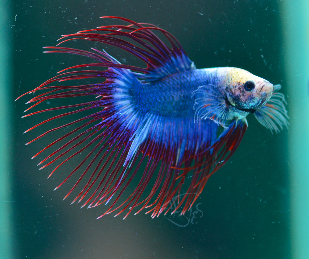 Cambodian Crowntail Male