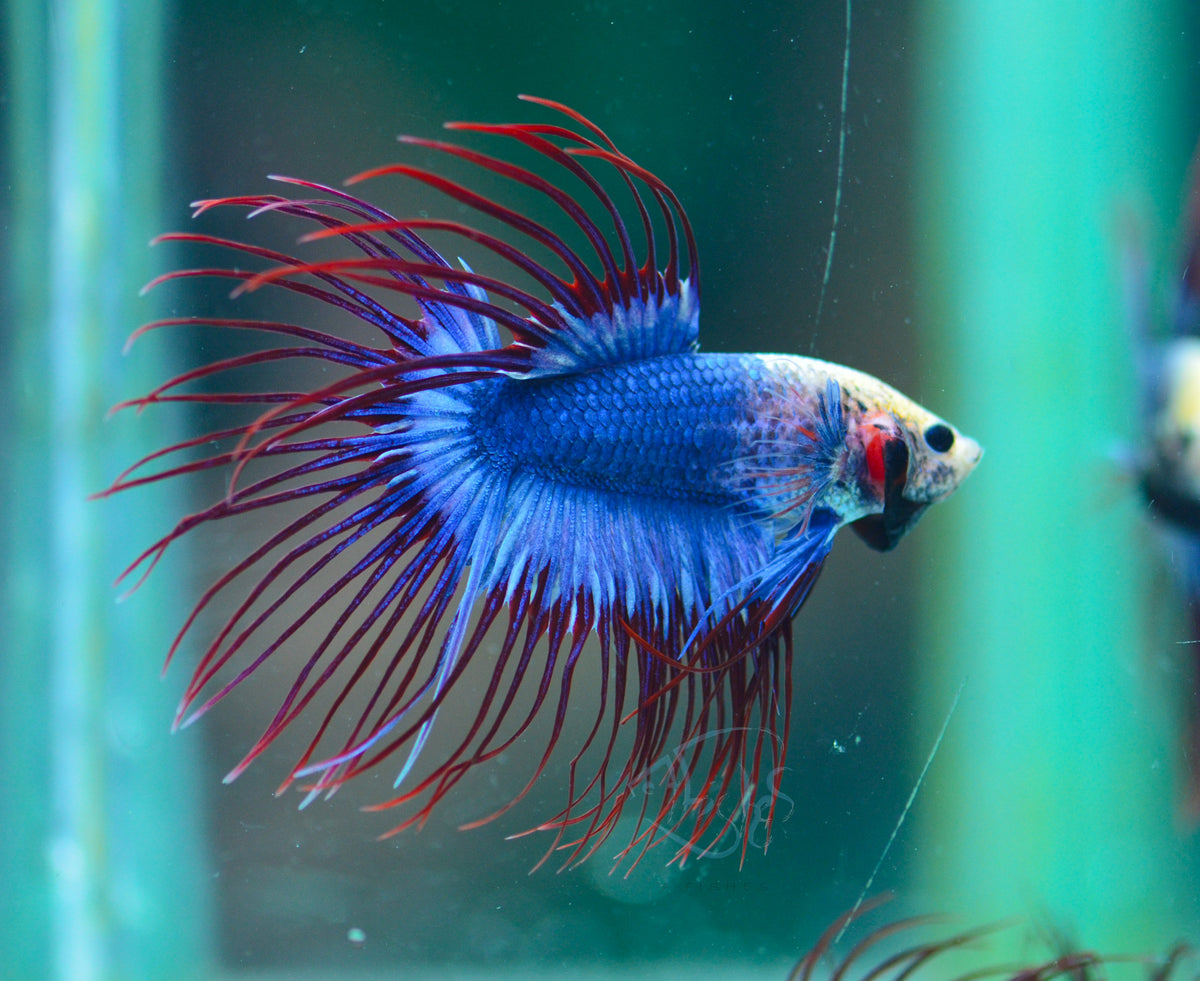 Cambodian Crowntail Male