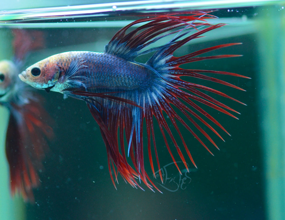 Cambodian Crowntail Male