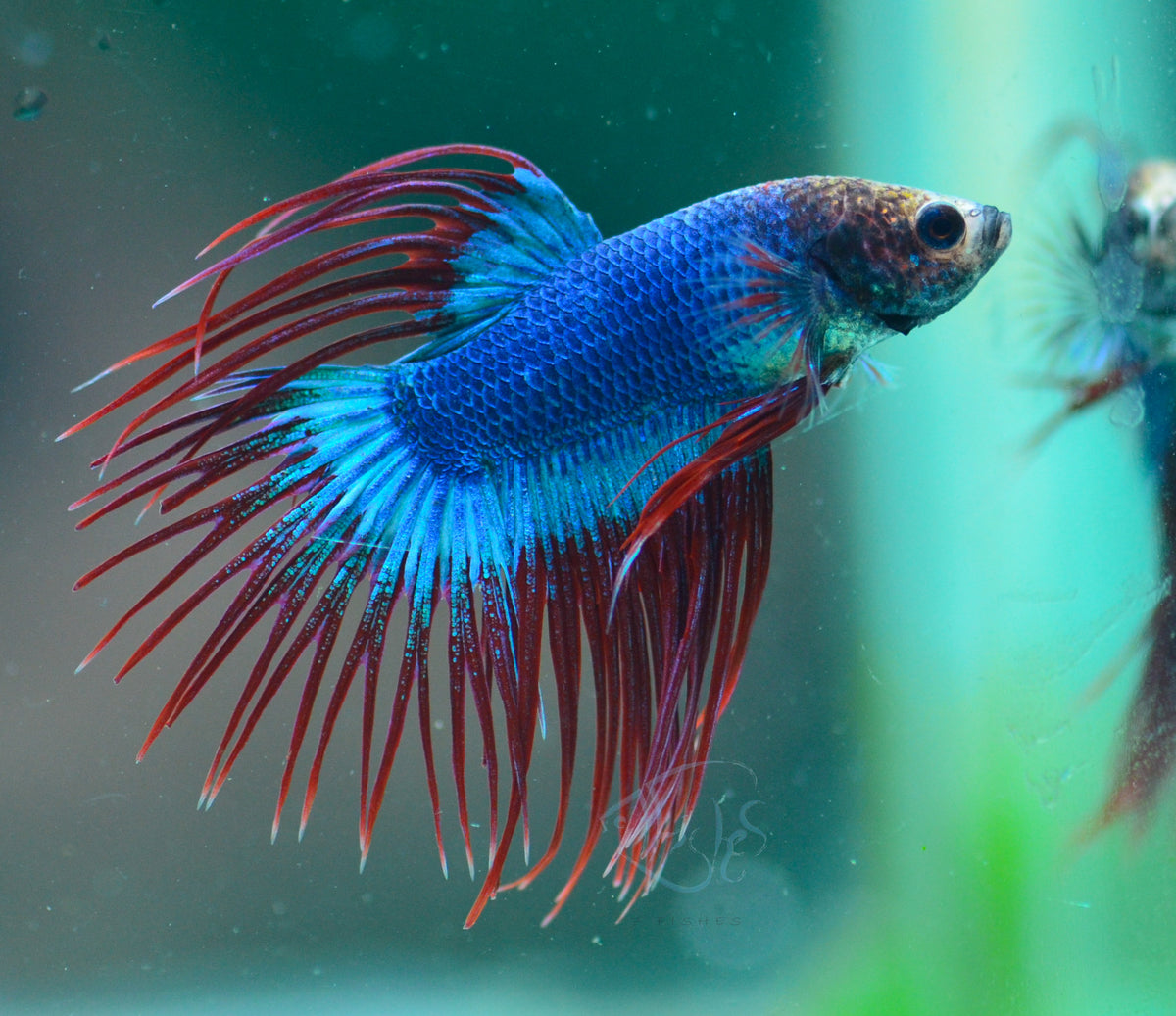 Cambodian Crowntail Male