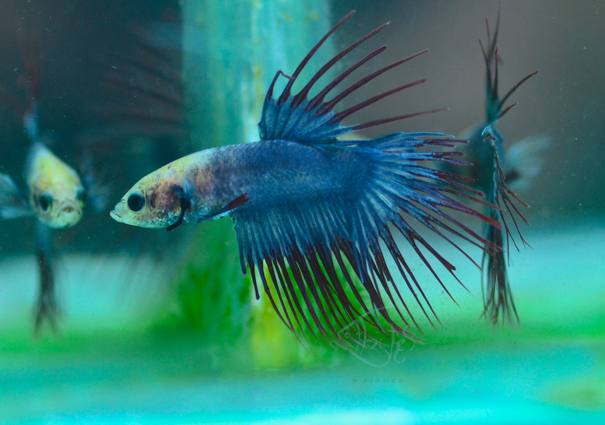 Cambodian Crowntail Male