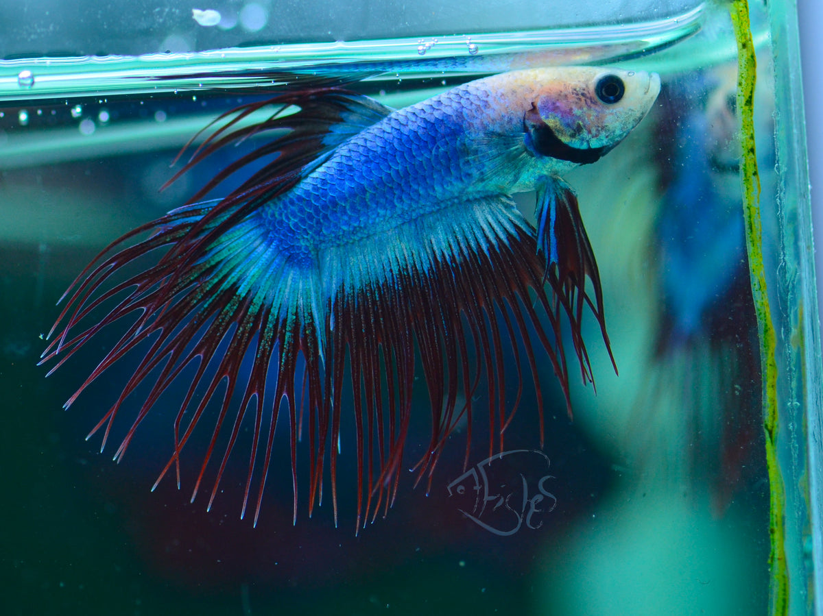 Cambodian Crowntail Male