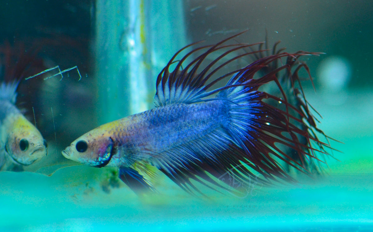 Cambodian Crowntail Male