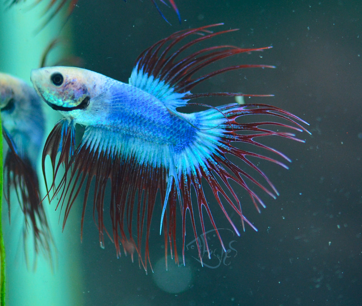 Cambodian Crowntail Male