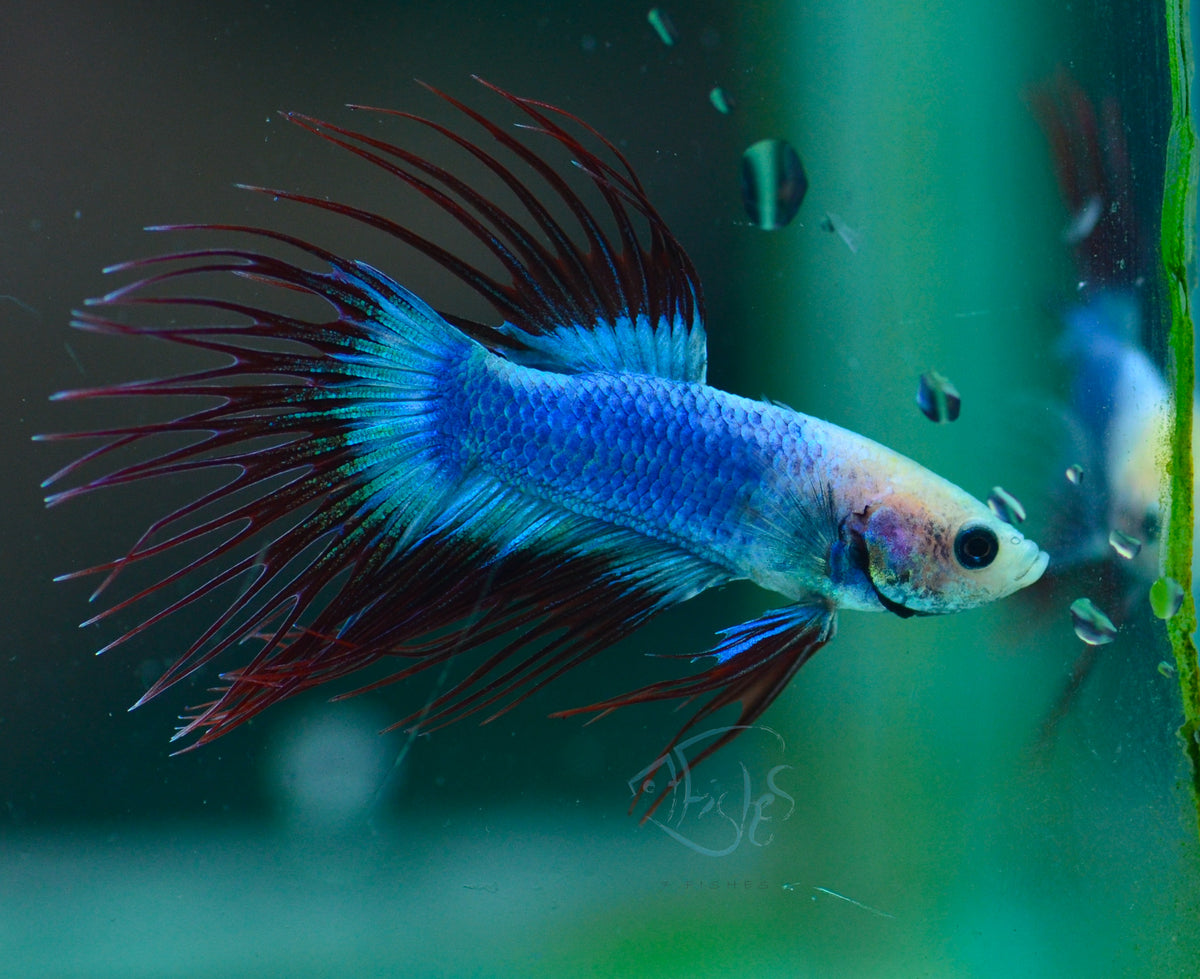 Cambodian Crowntail Male