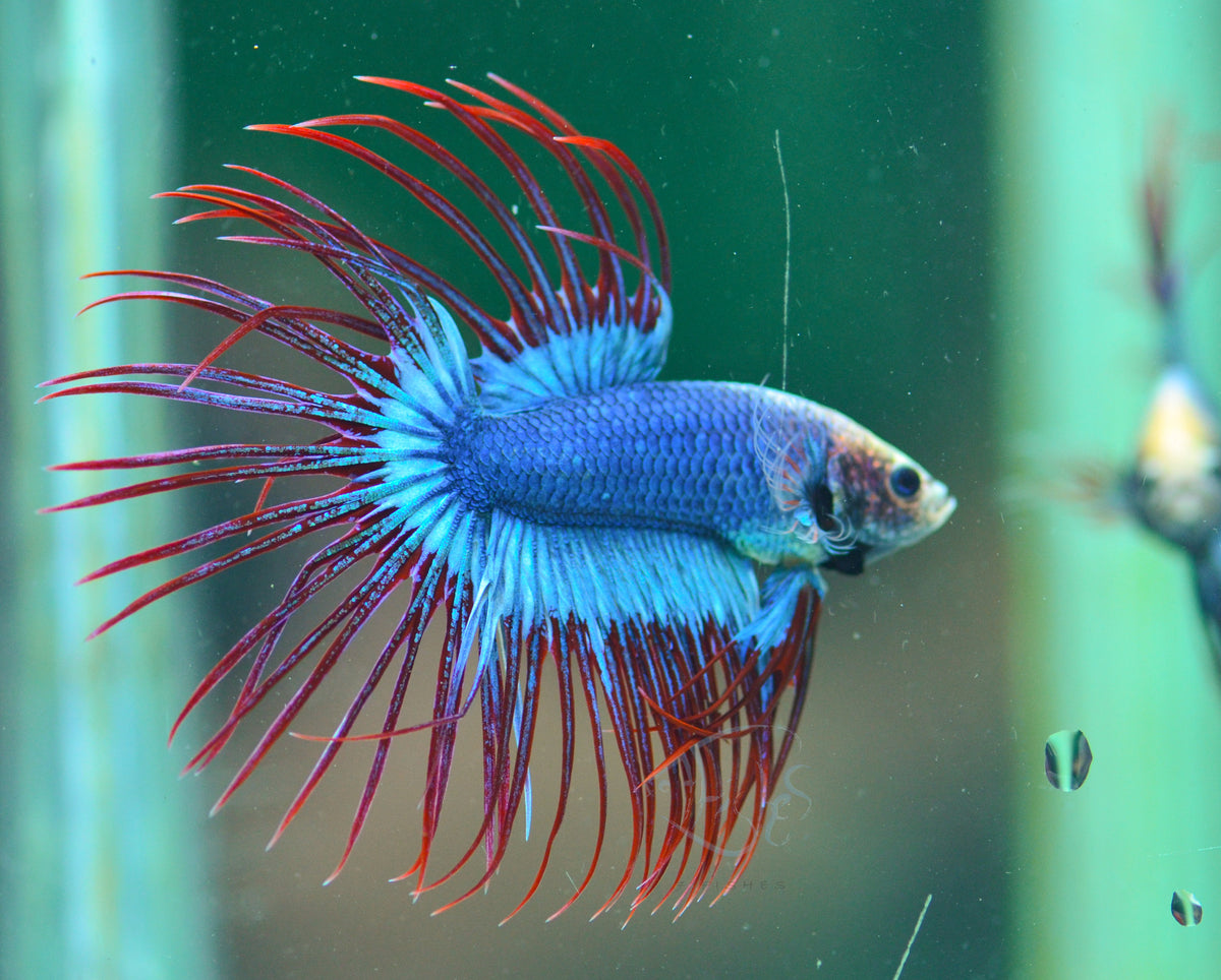 Cambodian Crowntail Male