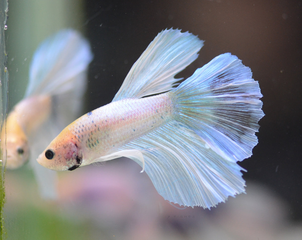 Pastel Delta-tail Male