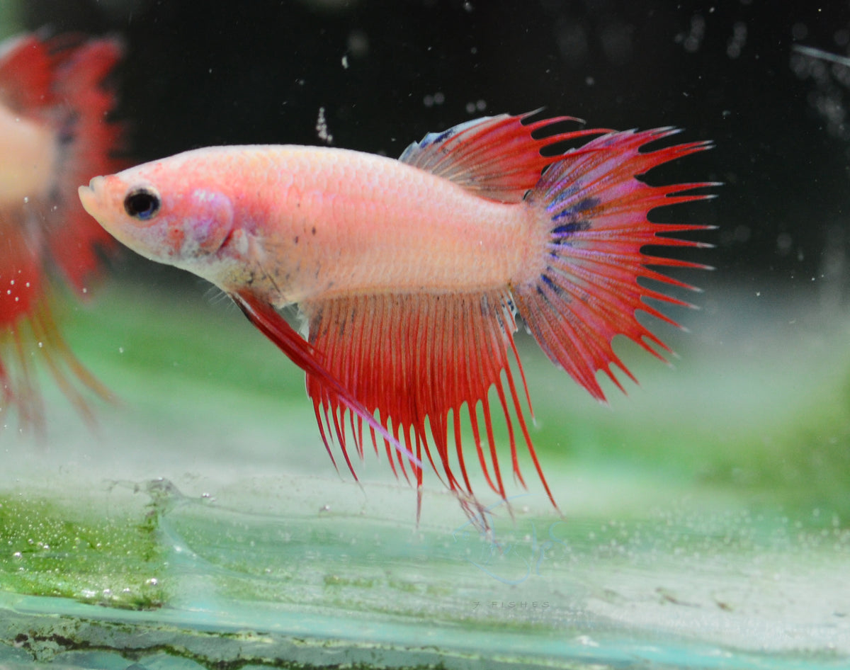 Cambodian Crowntail Female