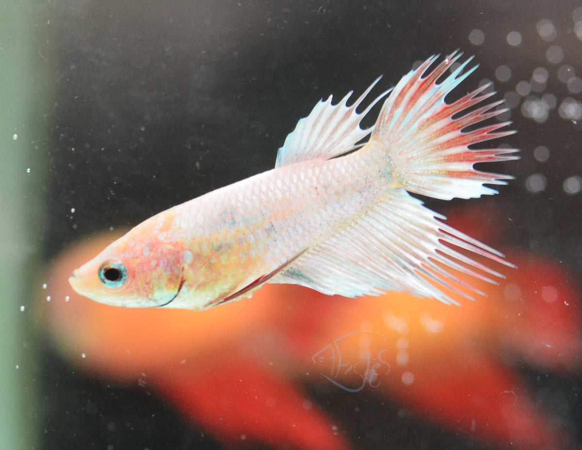 Platinum Red Crowntail Female