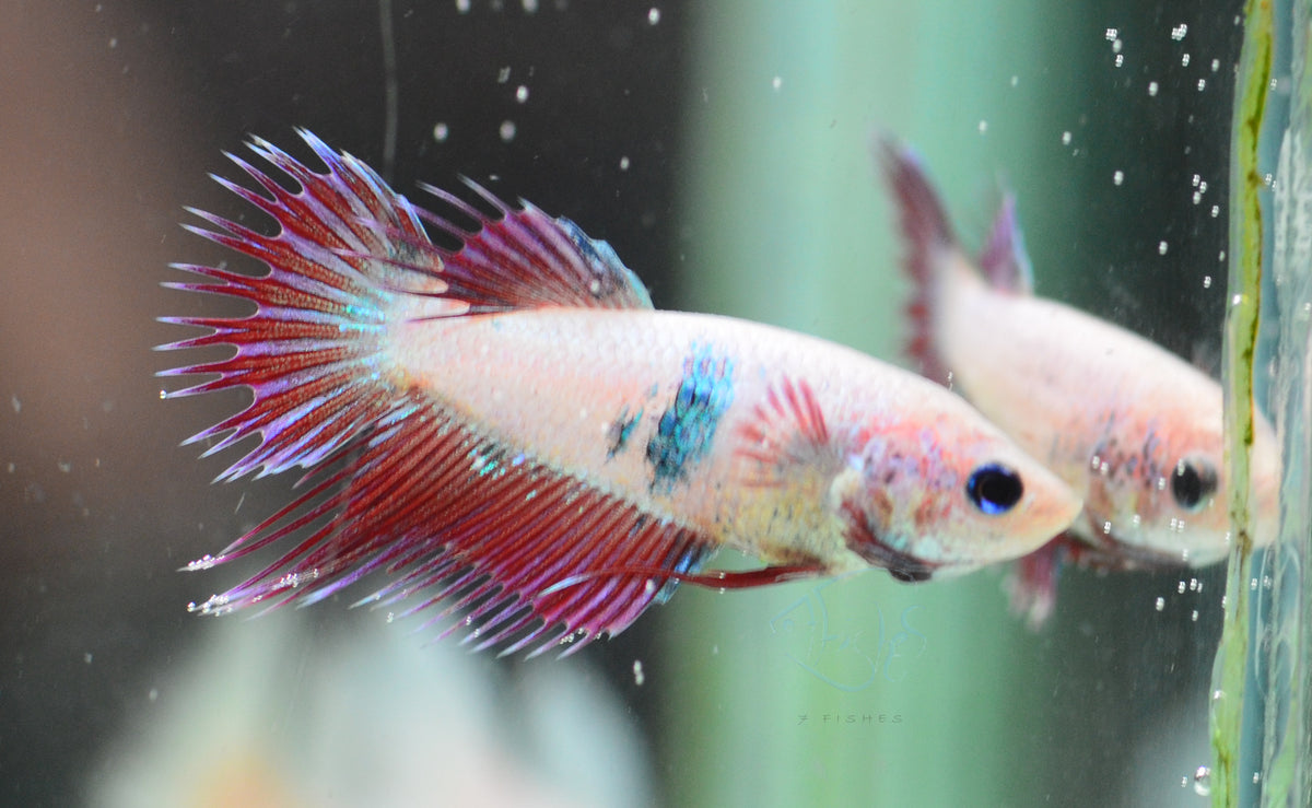 Iridescent Purple Crowntail Female