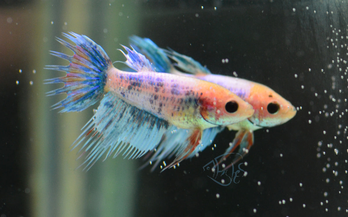 Grizzle Crowntail Female