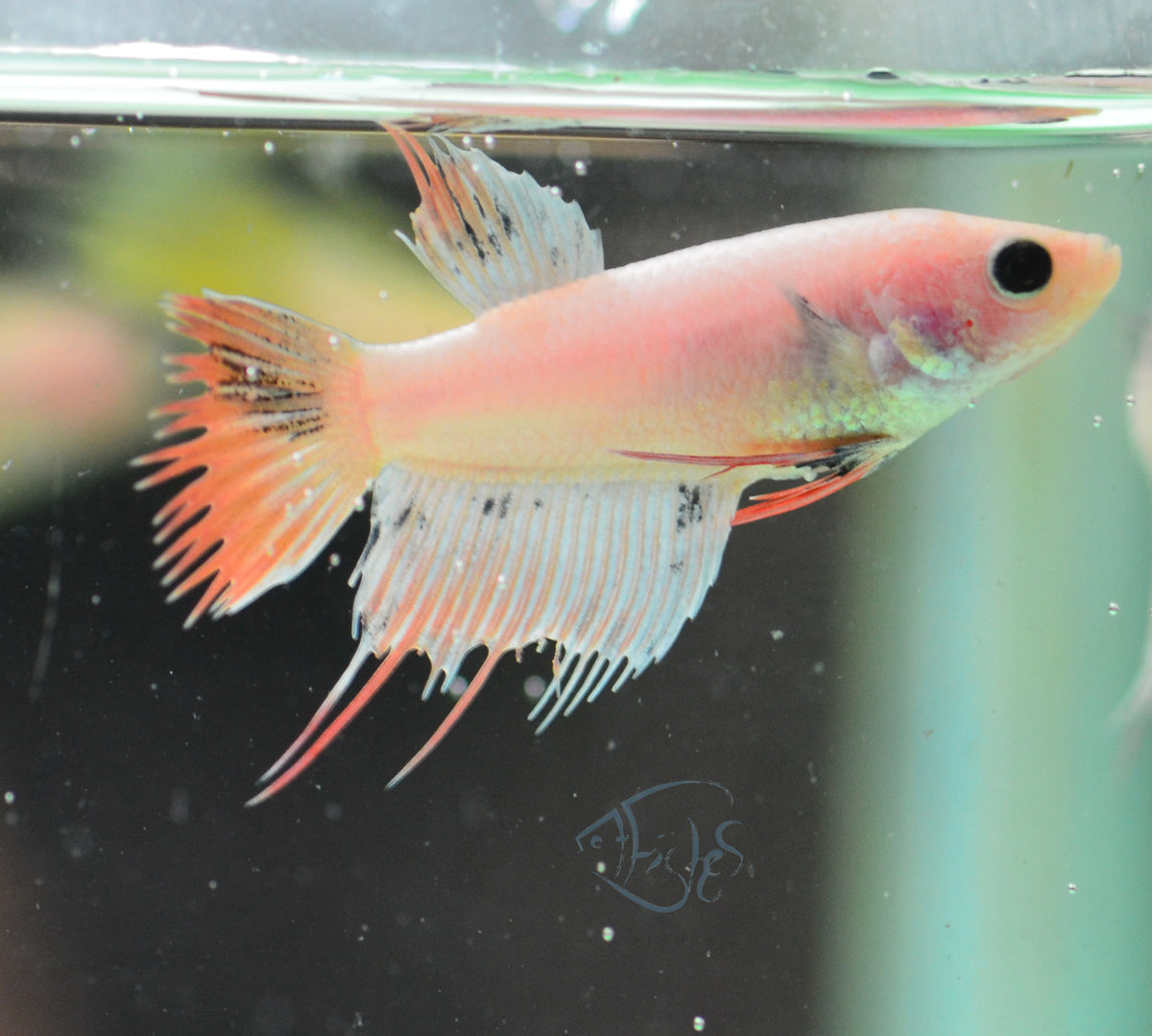 Platinum Orange Crowntail Female