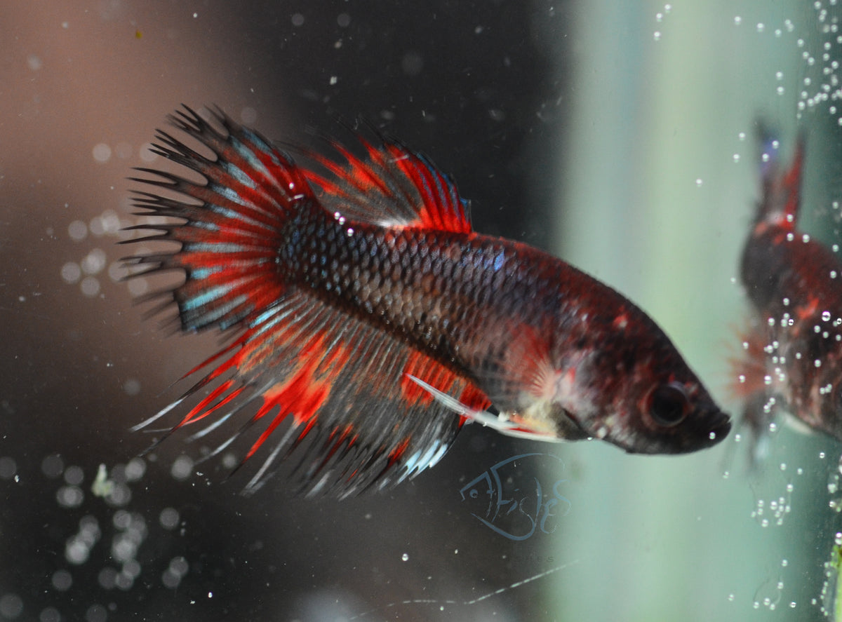 Black Marble Crowntail Female