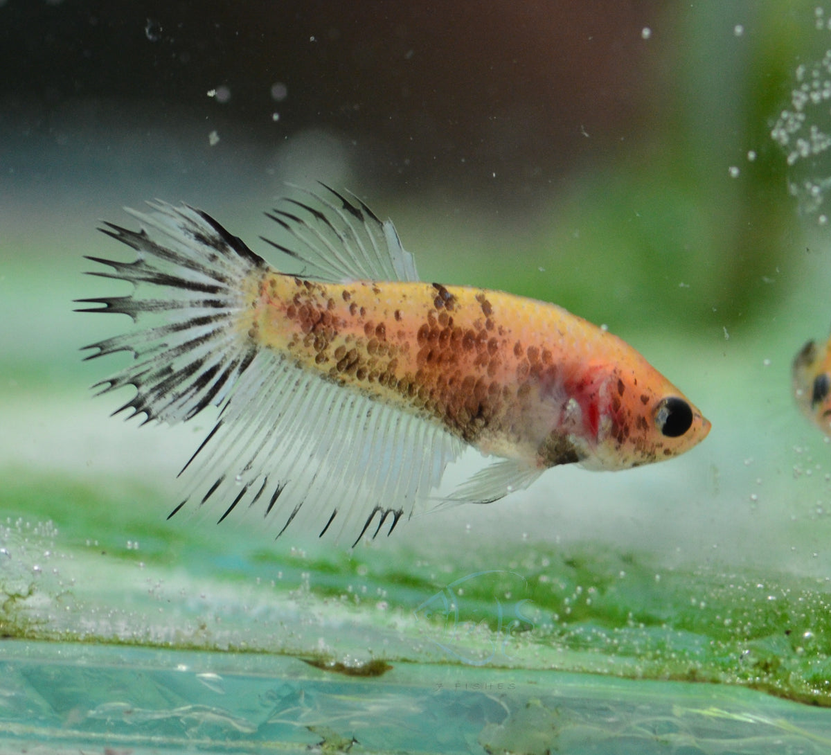 Black Marble Crowntail Female