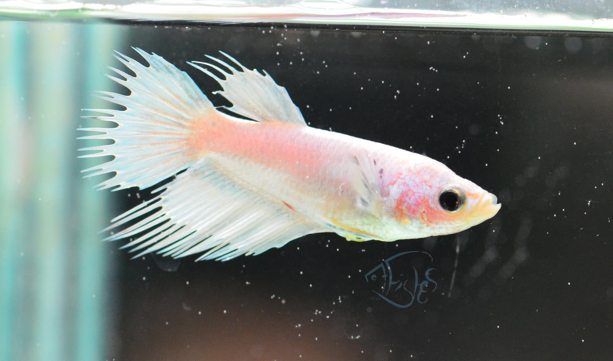 Platinum Crowntail Female