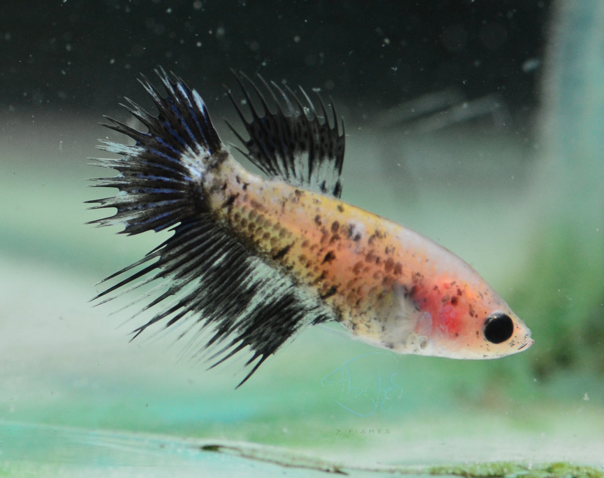 Black Marble Crowntail Female