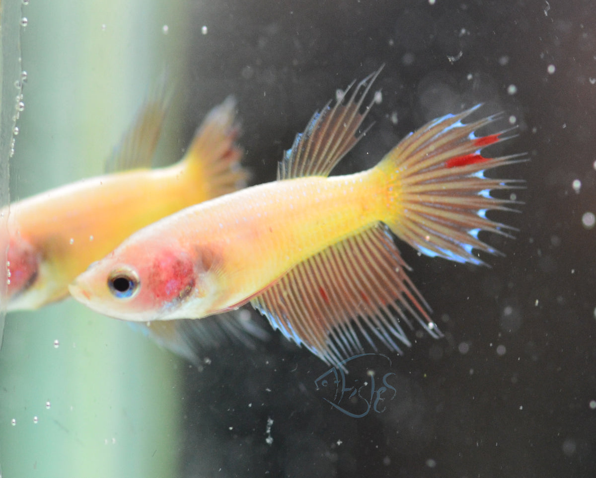 Vanda Crowntail Female