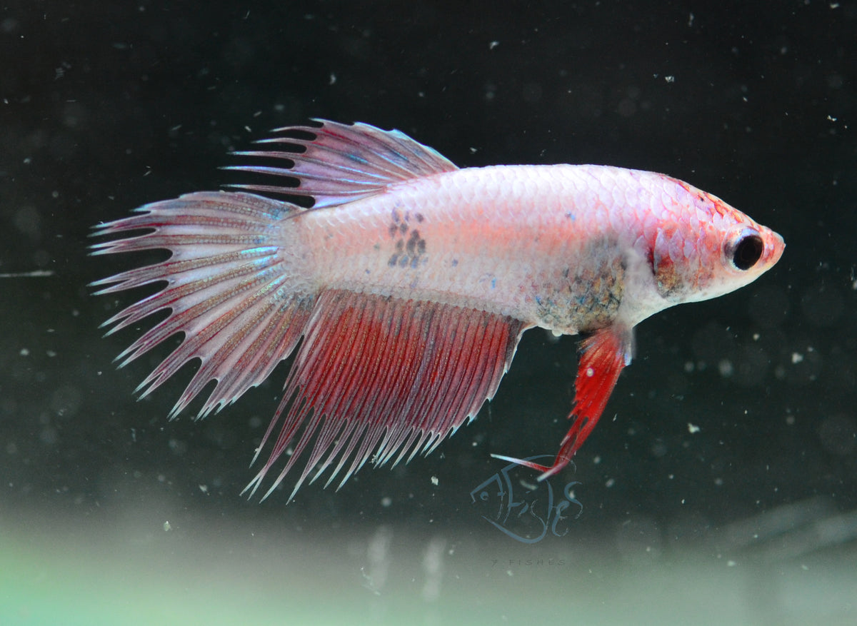 Iridescent Purple Crowntail Female