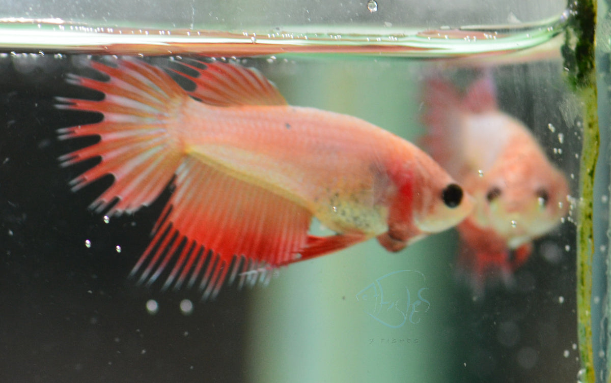 Orange Crowntail Female