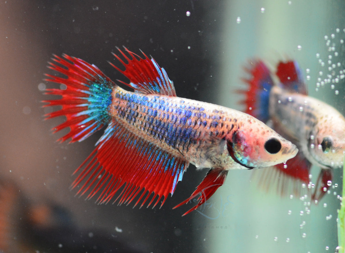 Cambodian Mascot Crowntail Female