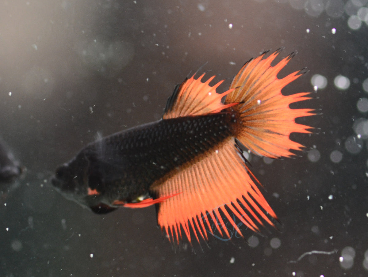 Flame Mustard Crowntail Female