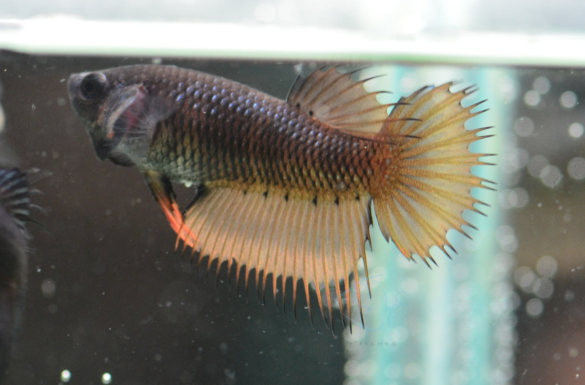 Mustard Crowntail Female