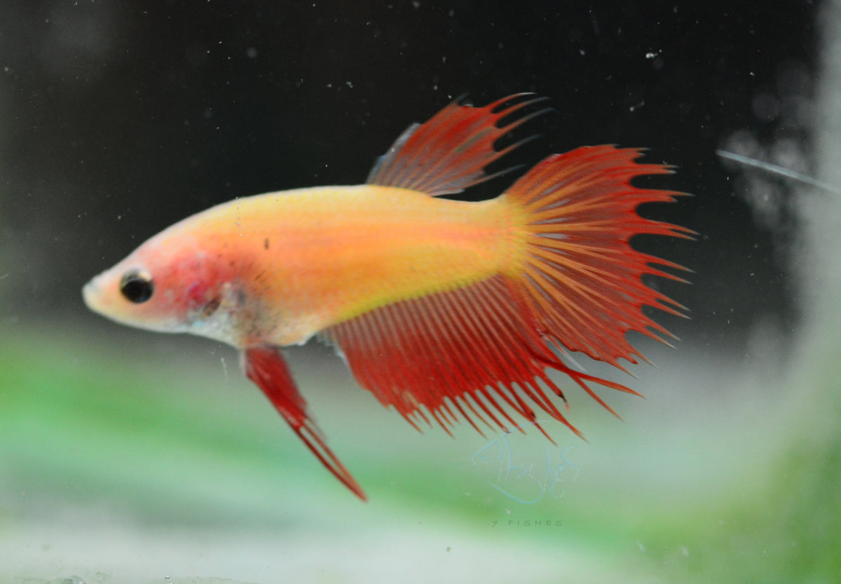 Cambodian Crowntail Female